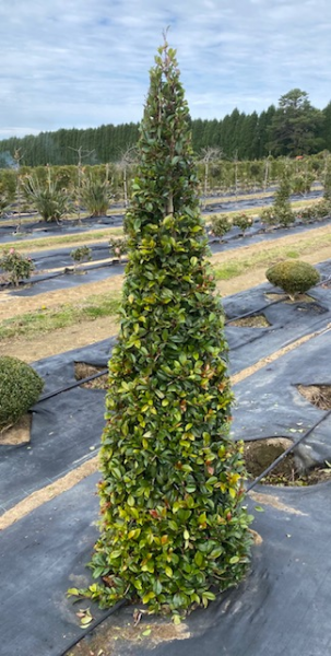 Syzygium Australe ‘Resilience’ (Lilly Pilly ‘Resilience’ Cones)
