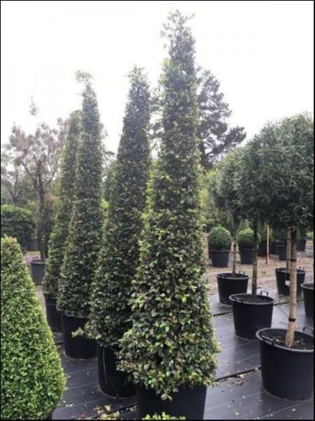 Syzygium Australe ‘Resilience’ (Lilly Pilly ‘Resilience’ Cones)