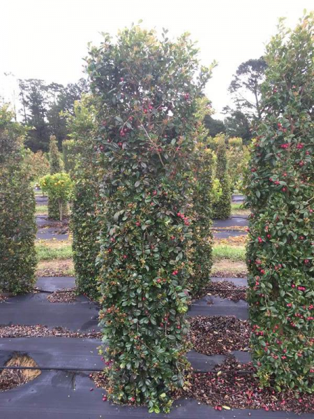Syzygium Australe ‘Resilience’ (Lilly Pilly ‘Resilience’ Tall Square)