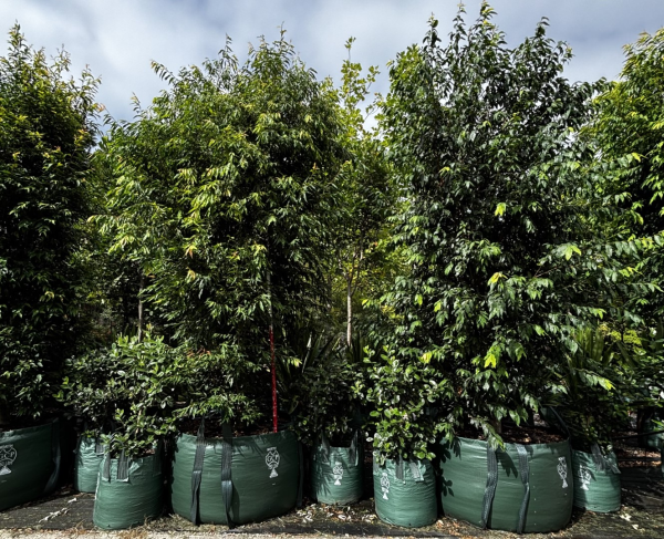 Syzygium Floribunda (Syn. Waterhousea Floribunda) (Weeping Lilly Pilly)