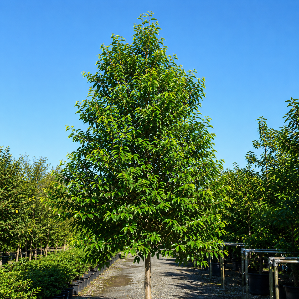 Syzygium tierneyanum (River Cherry)