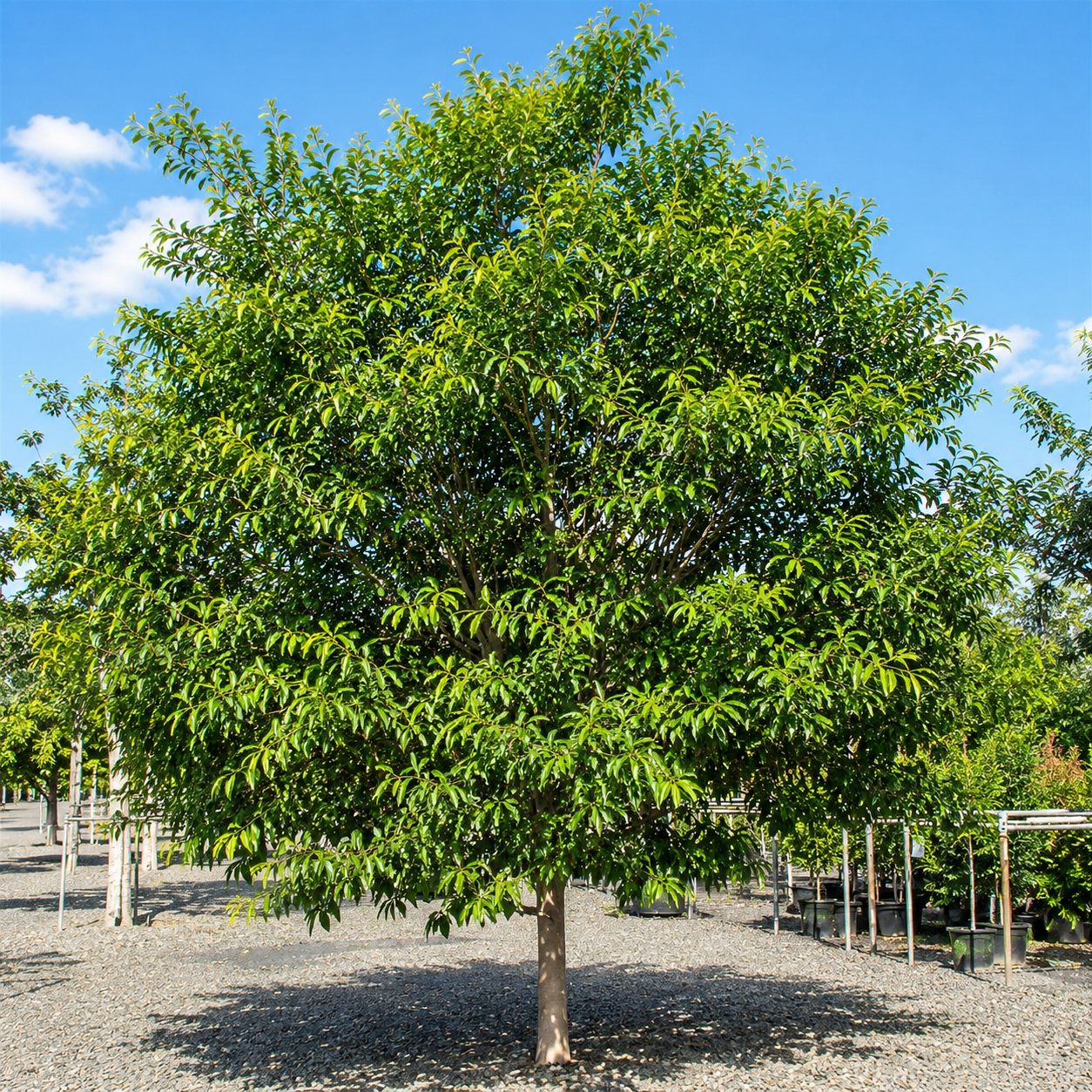 Syzygium tierneyanum (River Cherry)