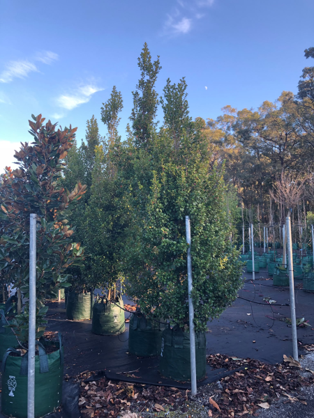 Syzygium Australe ‘Cherry Bomb’