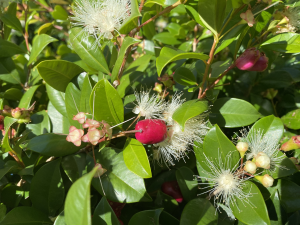 Syzygium Australe ‘Resilience’ (Lilly Pilly ‘Resilience’ Tall Square)