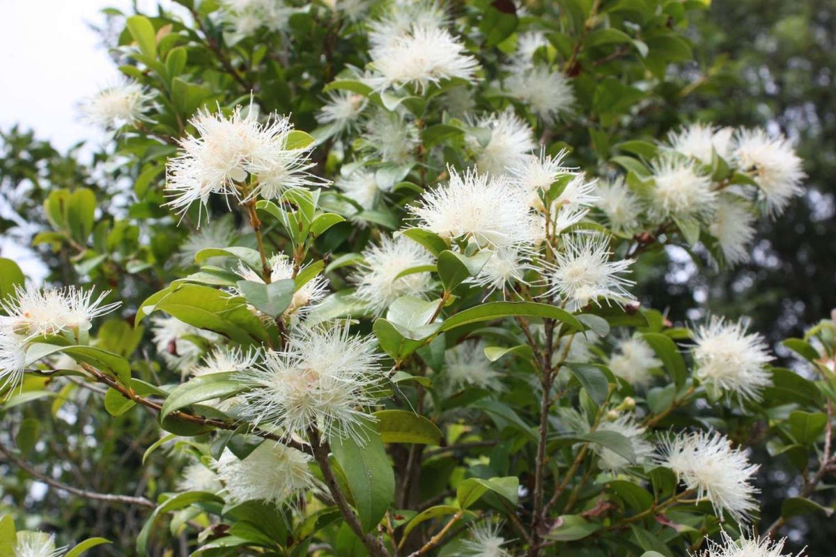 Syzygium Australe ‘AATS’ PINNACLE™ (Pinnacle Lilly Pilly)