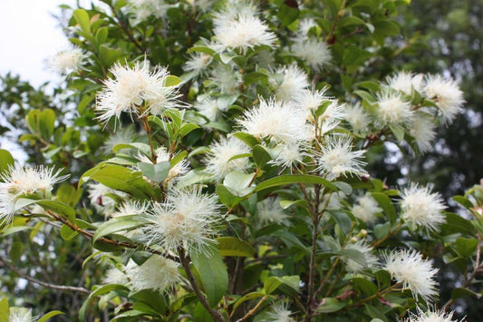 Syzygium Australe ‘AATS’ PINNACLE™ (Pinnacle Lilly Pilly)