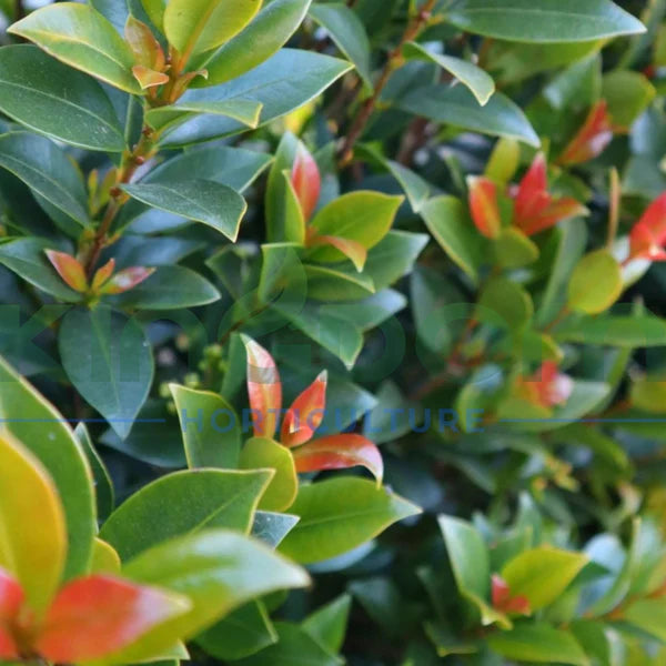 Syzygium australe ‘Green Machine’ (Green Machine Lilly Pilly)