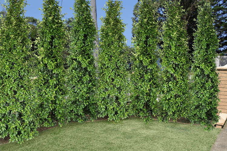 Syzygium Australe ‘SAN01’ Straight and Narrow™ (Straight and Narrow Lilly Pilly)