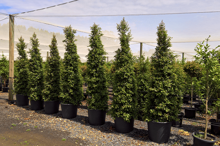 Syzygium Australe ‘SAN01’ Straight and Narrow™ (Straight and Narrow Lilly Pilly)