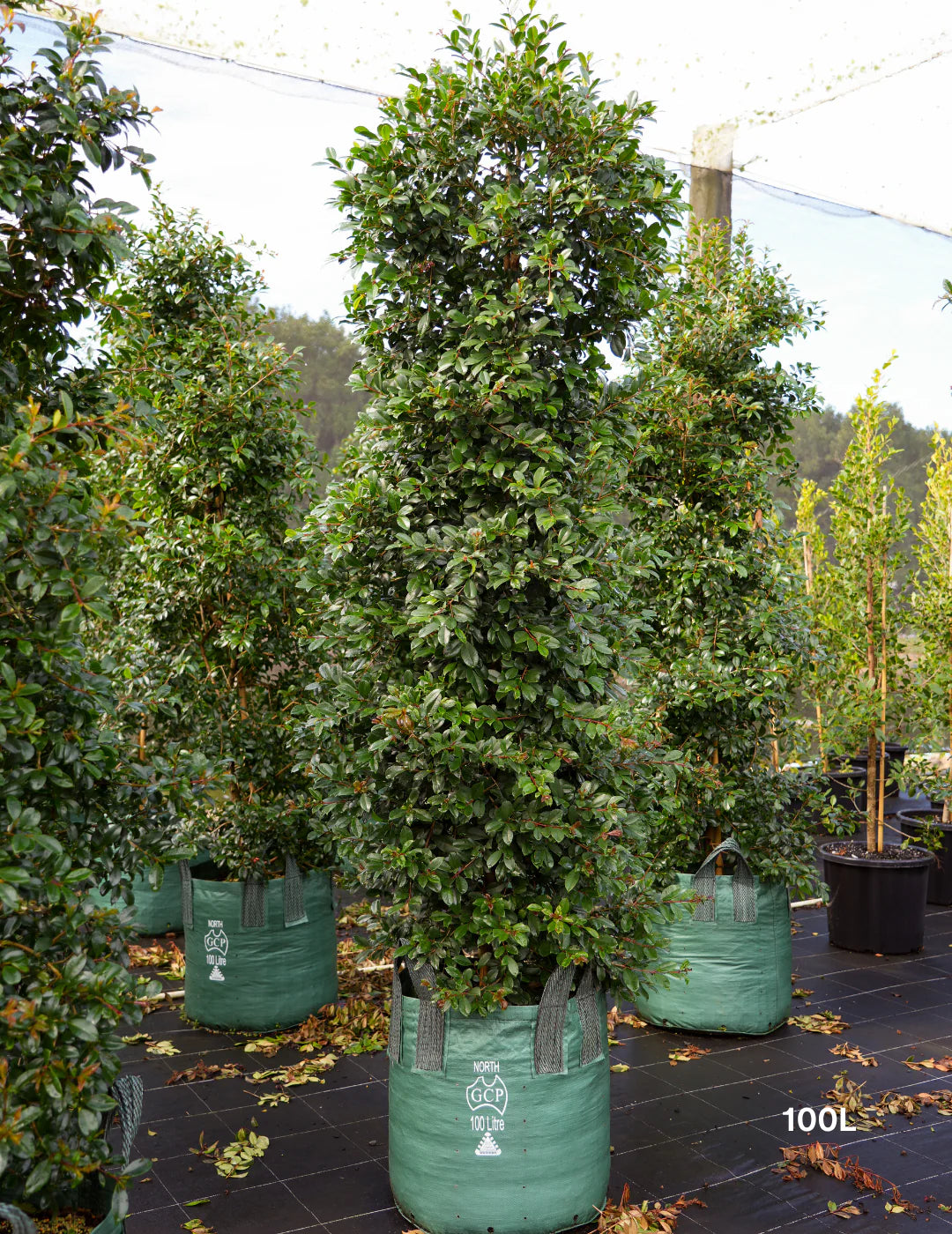 Syzygium australe ‘Select’ (Select Lilly Pilly)
