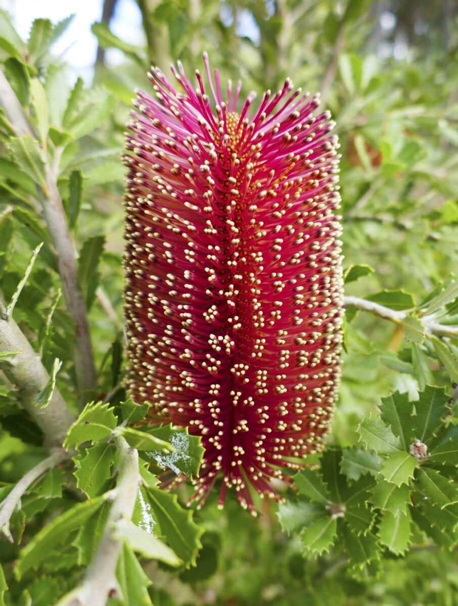 Banksia Praemorsa ‘Red Form’ (Red Cut-Leaf Banksia)