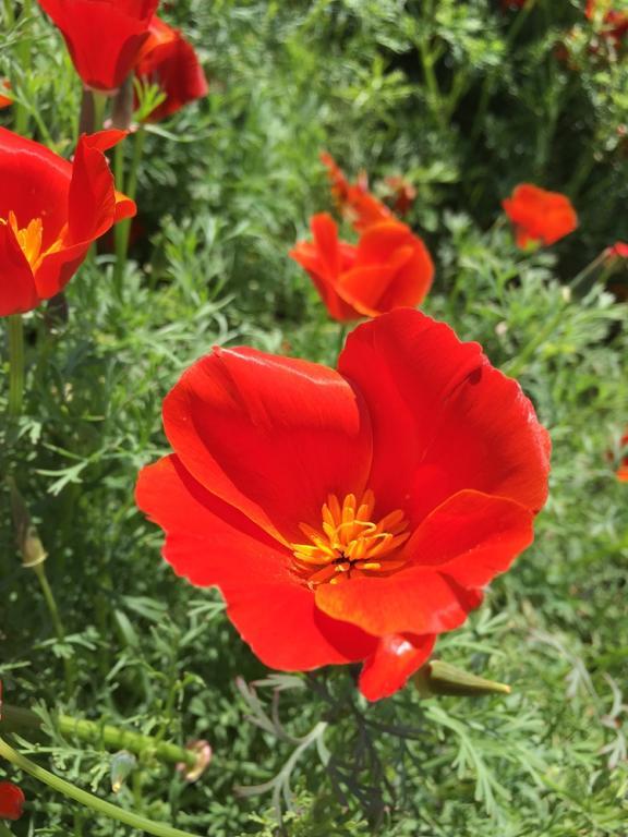 Eschscholzia Californica 'Red Chief' (California Poppy Red Chief)