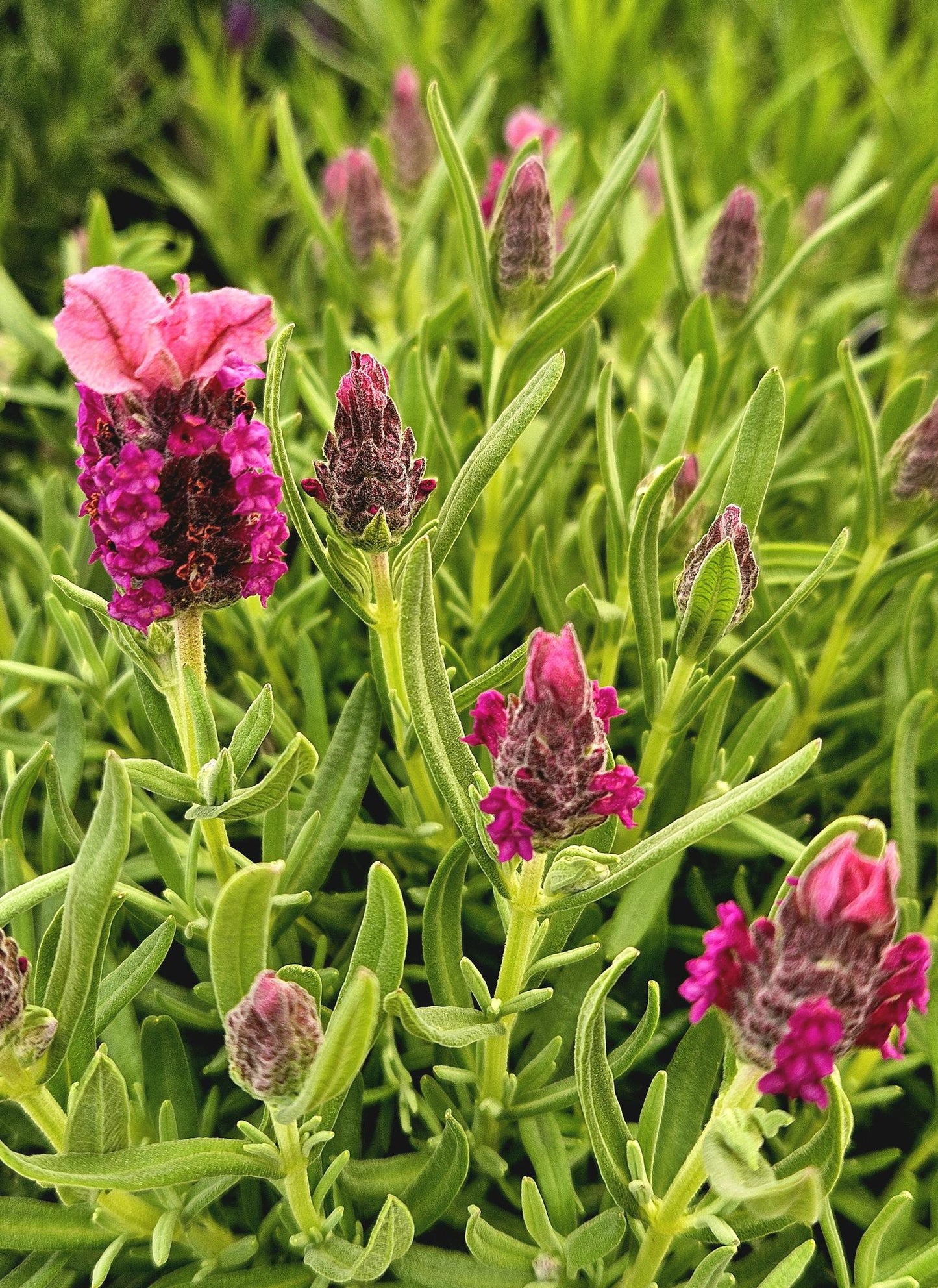 Lavandula Stoechas ‘Bella Pink’ (Bella Pink Lavender)
