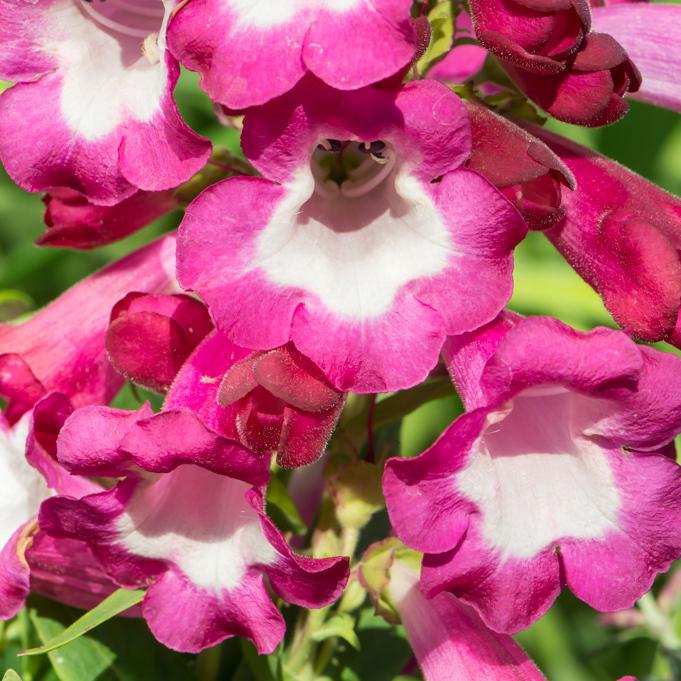 Penstemon ‘Phoenix™ Magenta’ (Beardtongue)