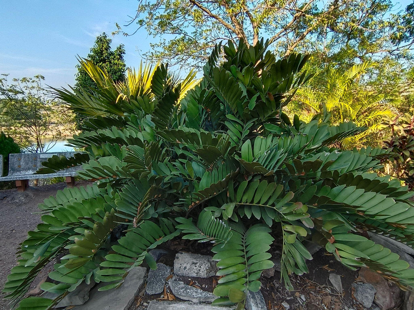 Zamia Furfuracea (Cardboard Palm)