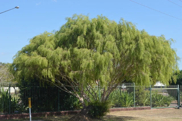 Leptospermum madidum (Weeping Tea Tree)