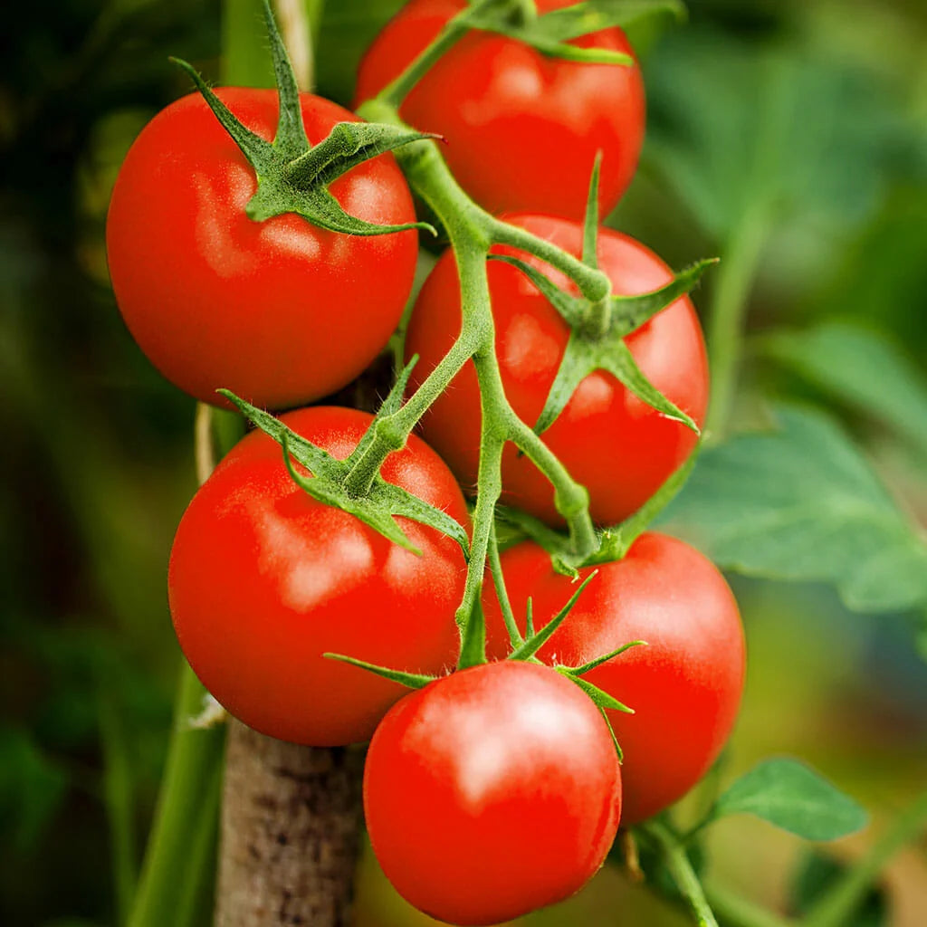 Lycopersicon Esculentum 'Moneymaker' (Moneymaker Tomato)