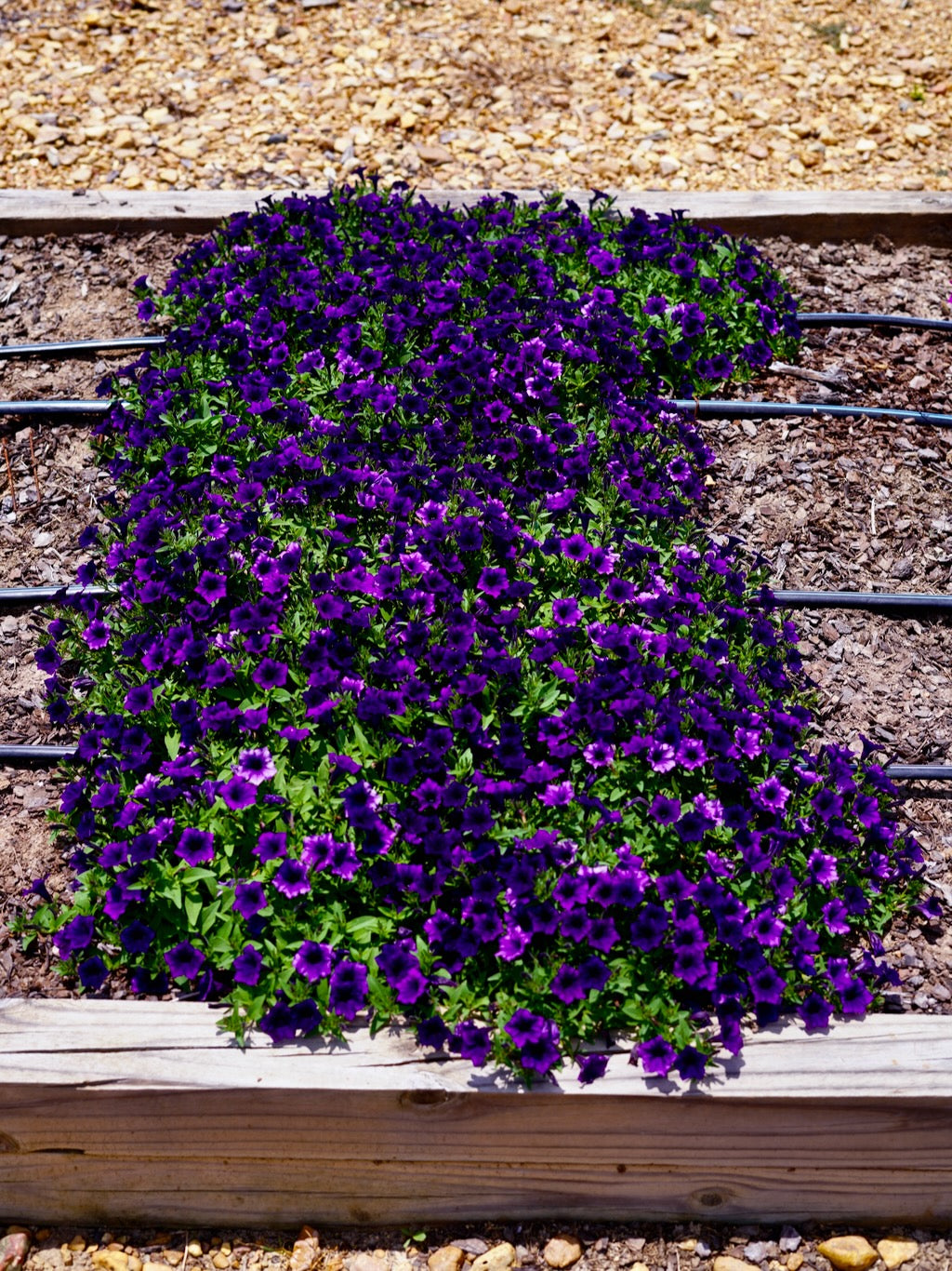Petunia Hybrid ‘Supertunia Mini Vista Ultramarine’ (Supertunia Mini Vista Ultramarine Petunia)