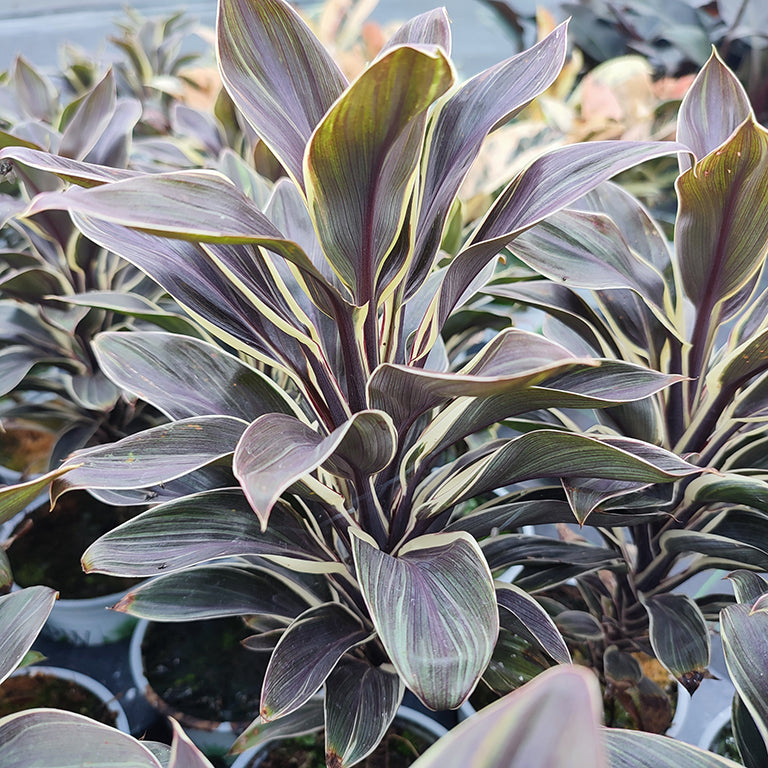 Cordyline Fruticosa ‘Chocolate Queen’ (Chocolate Queen Ti Plant)