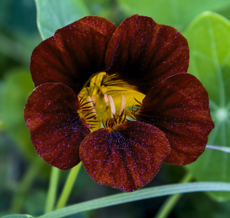 Tropaeolum majus 'Black Velvet' (Black Velvet Nasturtium)