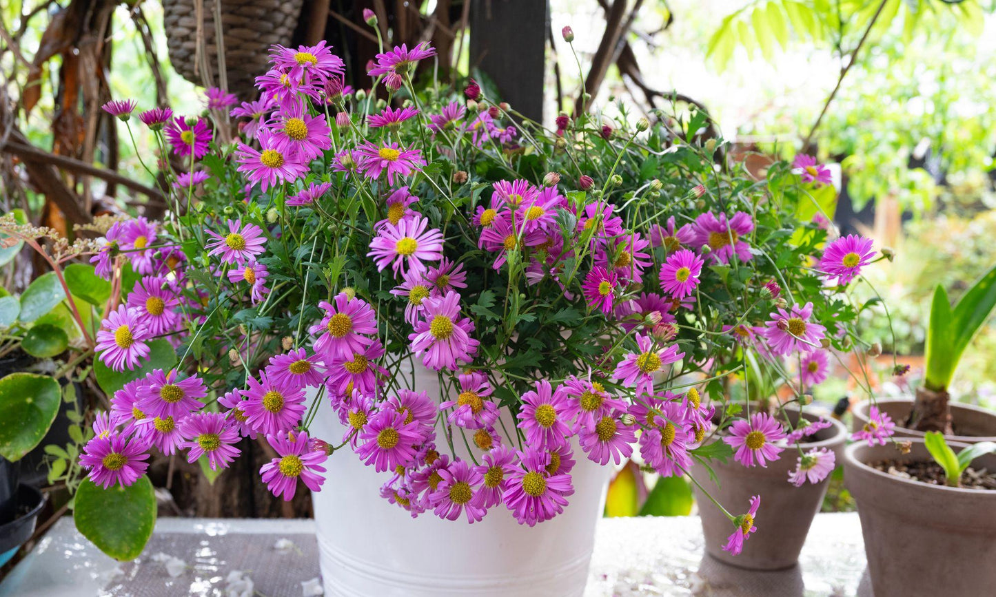 Brachyscome Angustifolia ‘Pink’ (Pink Brachyscome)