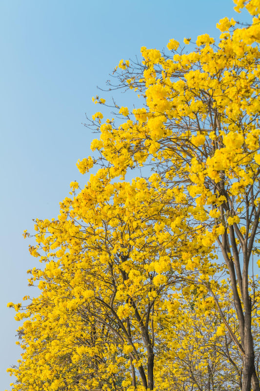Tabebuia Chrysantha (Golden Trumpet Tree)