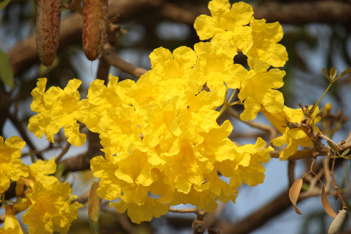 Tabebuia Chrysantha (Golden Trumpet Tree)