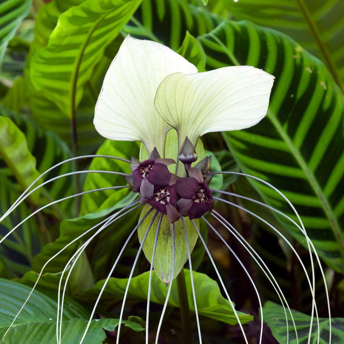 Tacca Subflabellata (White Moon Bat Plant)