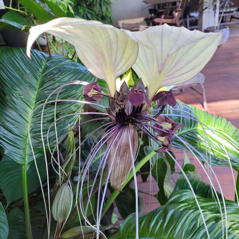 Tacca Subflabellata (White Moon Bat Plant)