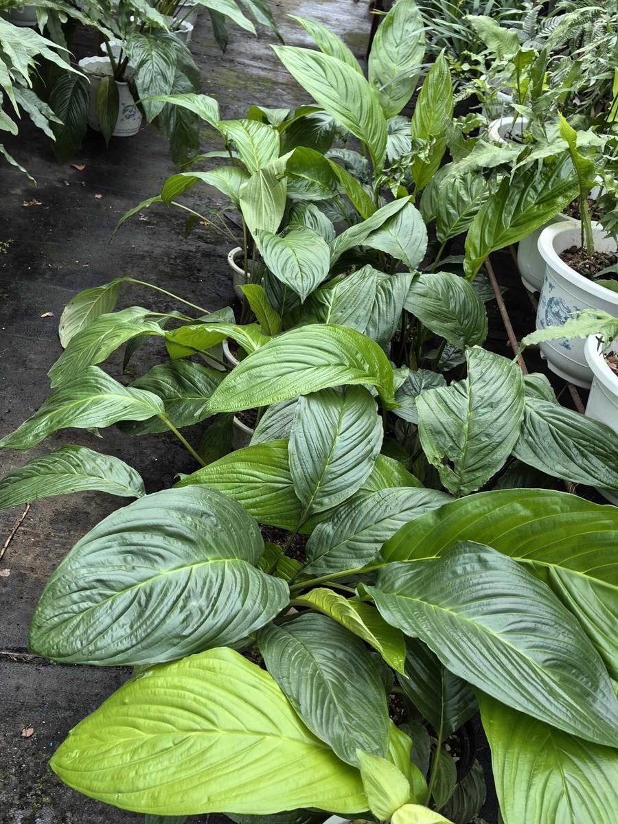 Tacca Subflabellata (White Moon Bat Plant)