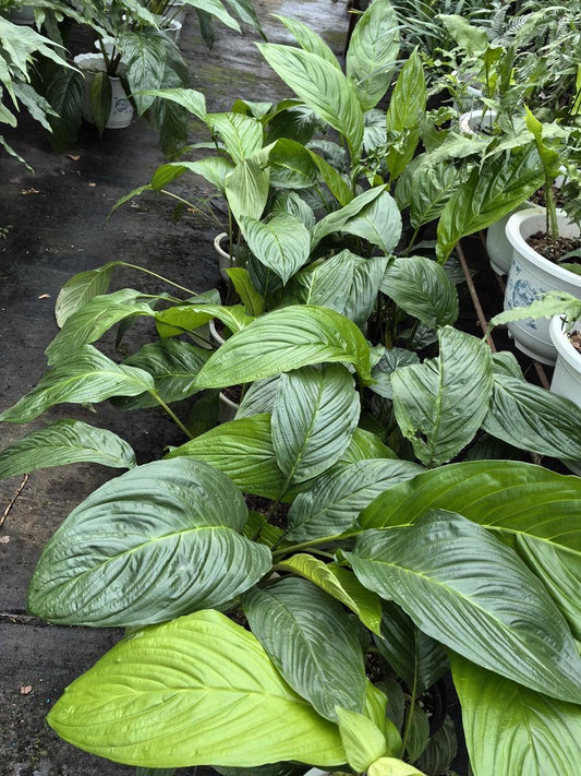 Tacca Subflabellata (White Moon Bat Plant)