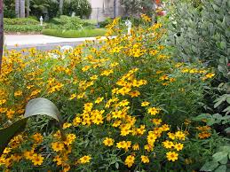 Tagetes Lemmonii (Mexican Bush Marigold)