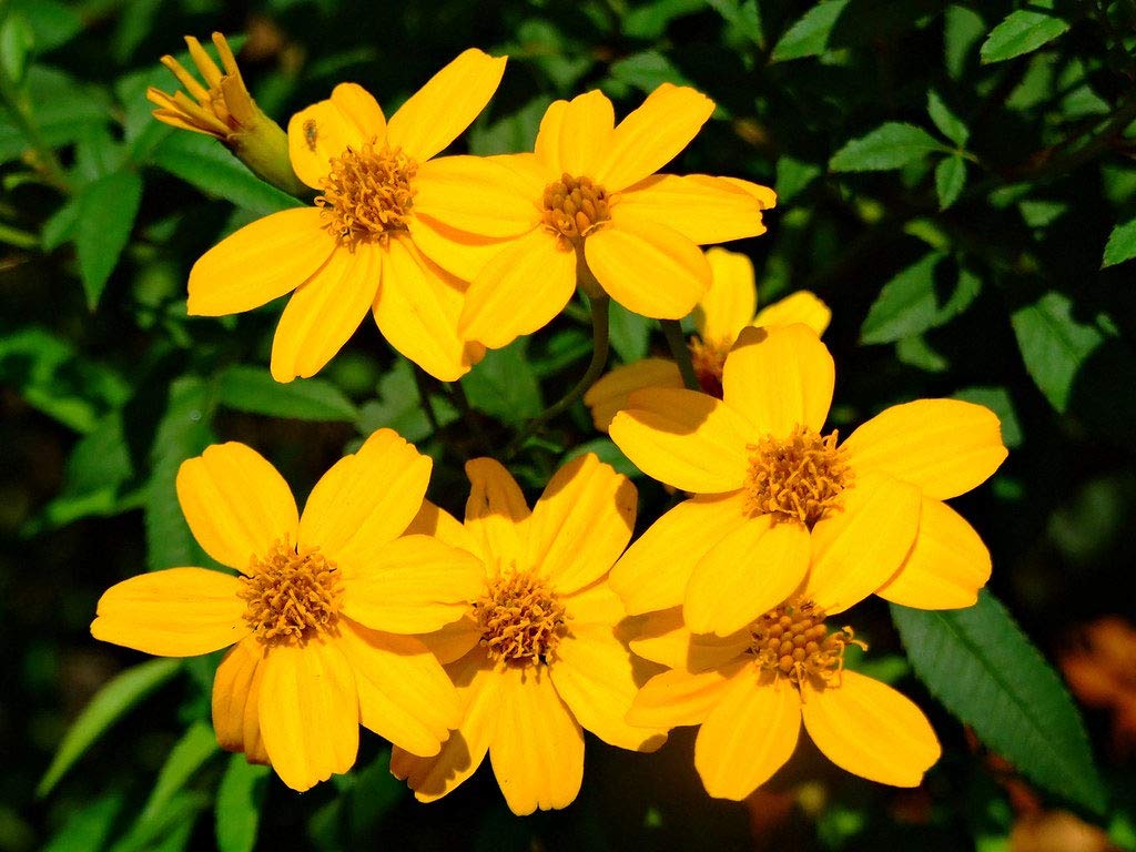 Tagetes Lemmonii (Mexican Bush Marigold)