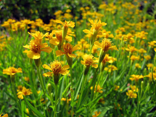 Tagetes Lucida (Mexican Tarragon)