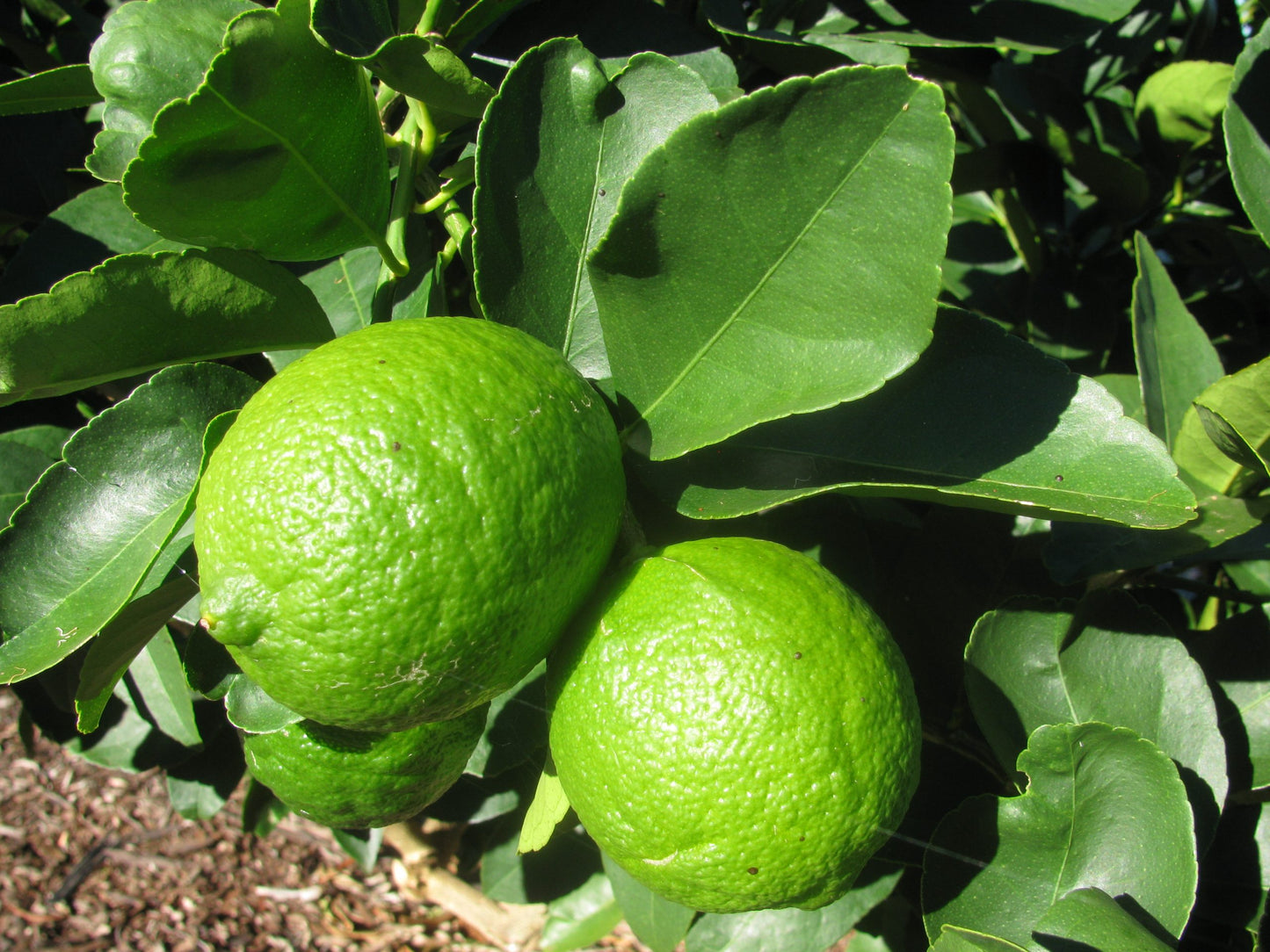 Citrus Latifolia (Lime Tahitian) GRAFTED