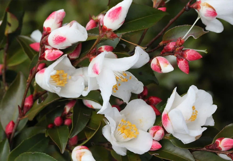 Camellia Transnokoensis (Taiwan Camellia)