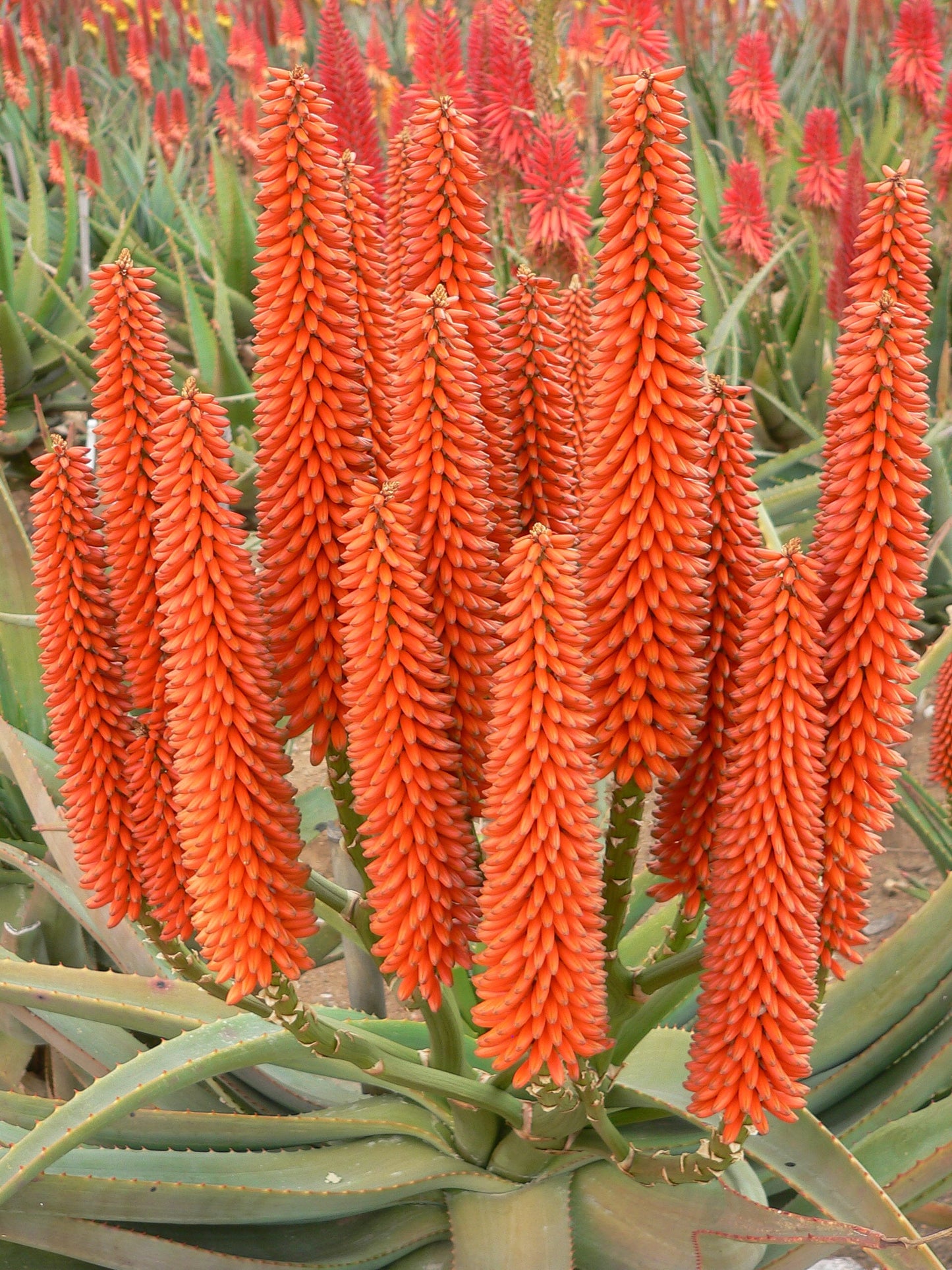 Aloe hybrid (LEO 4306) Tangerine Tree™