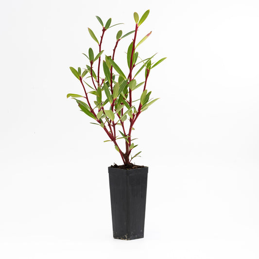 Tasmannia Lanceolata 'Tucker Bush™ Mountain Pepper Male' (Mountain Pepper)