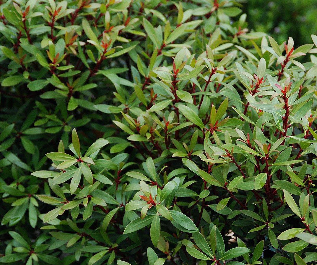 Tasmannia Lanceolata 'Tucker Bush™ Mountain Pepper Male' (Mountain Pepper)