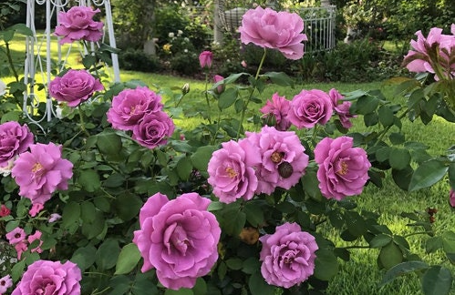 Rosa ‘Angel Face’ (Rose)