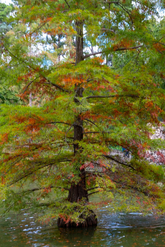 Taxodium Distichum (Bald Cypress / Swamp Cypress)