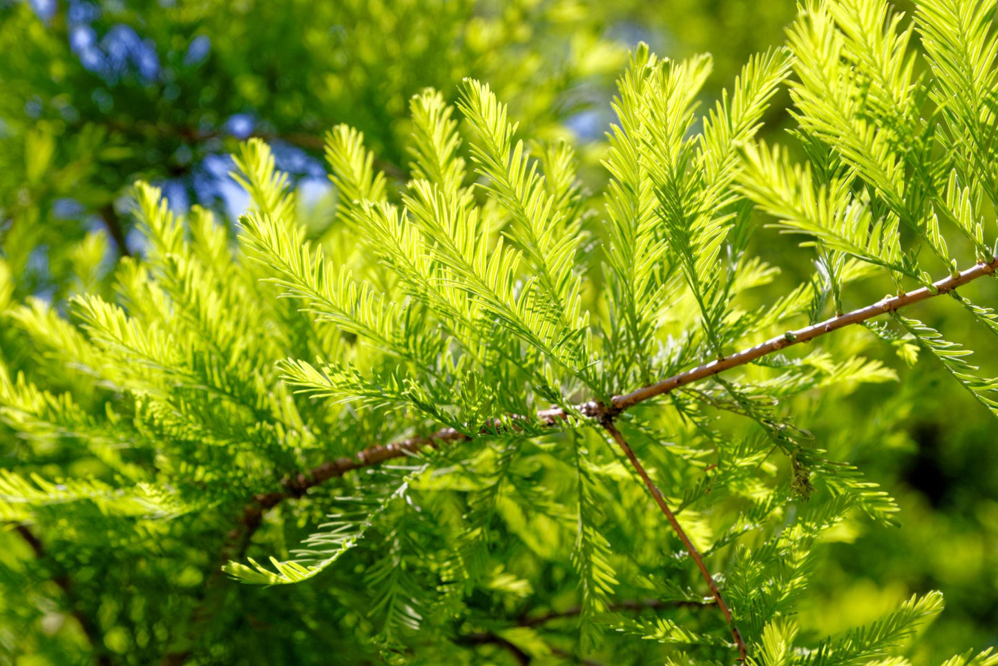 Taxodium Distichum (Bald Cypress / Swamp Cypress)