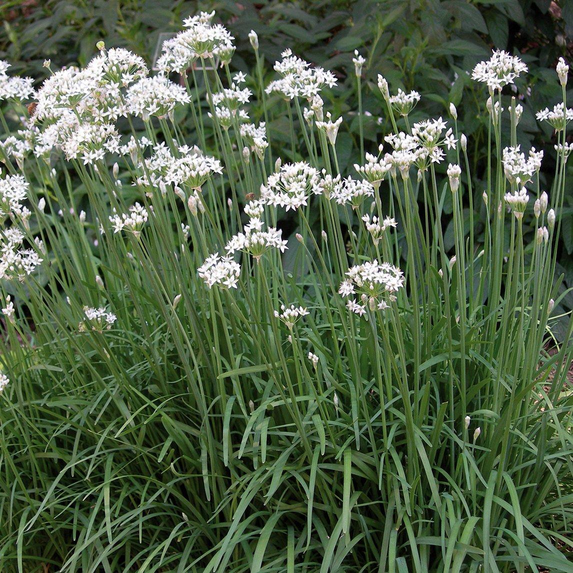 Allium tuberosum (Garlic Chives)