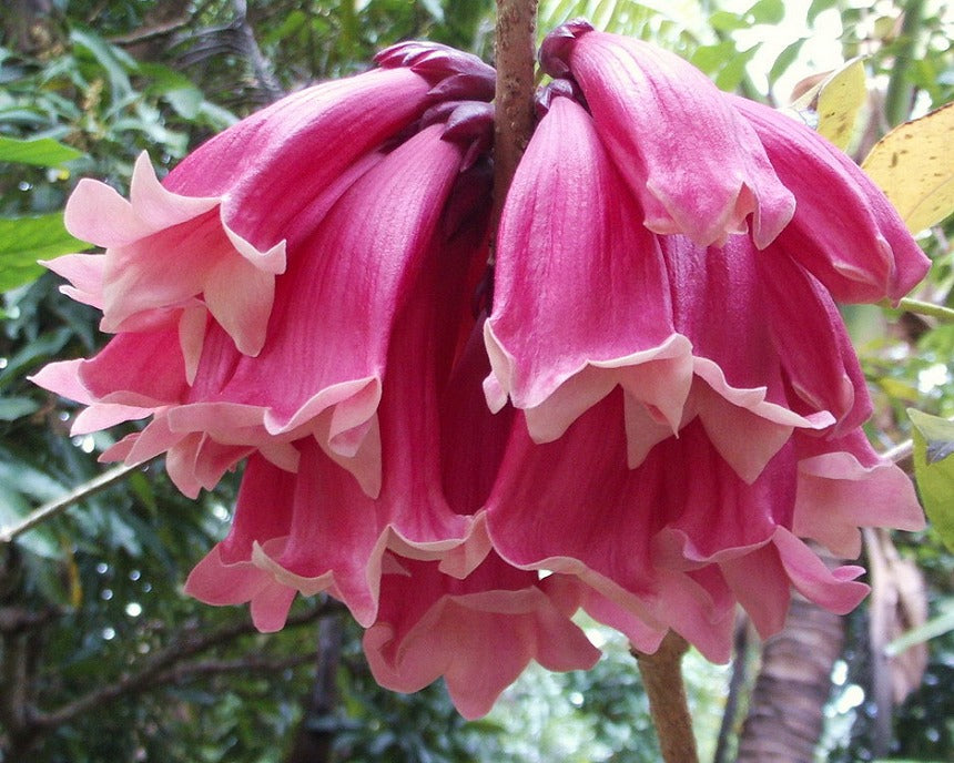 Tecomanthe dendrophila (New Guinea Trumpet Vine)
