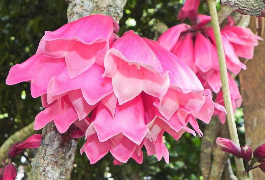 Tecomanthe dendrophila (New Guinea Trumpet Vine)