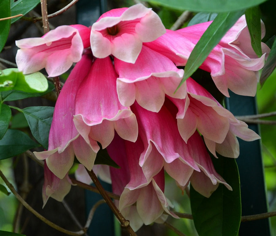 Tecomanthe dendrophila (New Guinea Trumpet Vine)