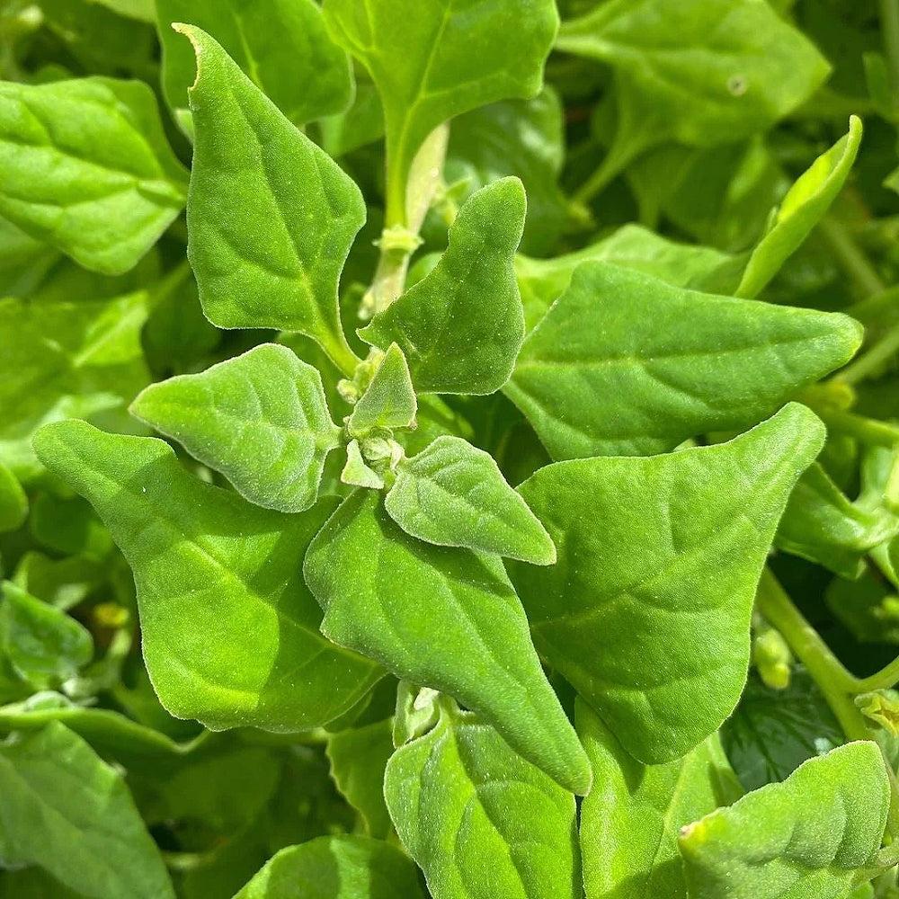 Tetragonia Tetragonioides (Warrigal Greens)