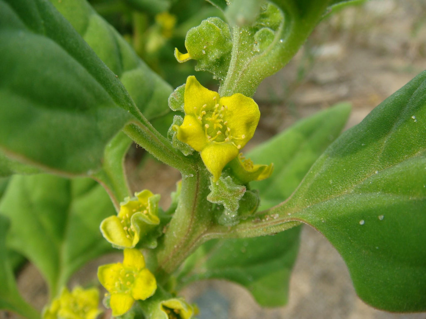 Tetragonia Tetragonioides (Warrigal Greens)