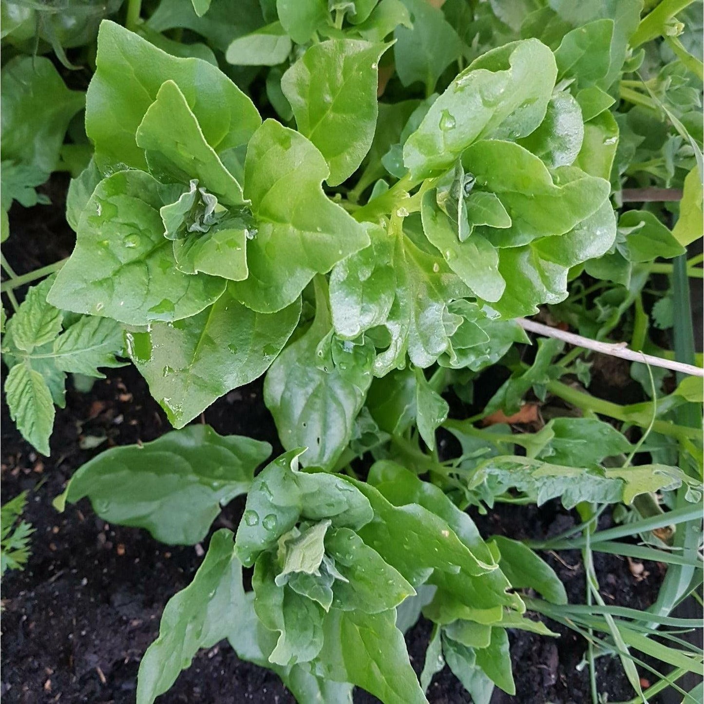 Tetragonia Tetragonioides (Warrigal Greens)