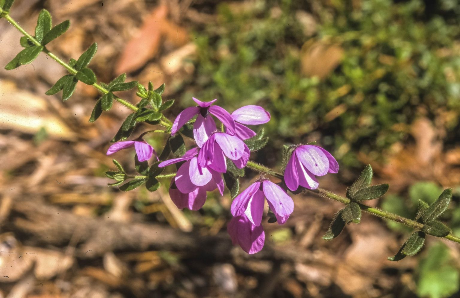 Tetratheca thymifolia – Native Shrub